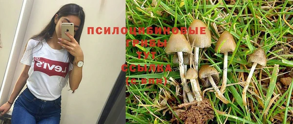 шишки Няндома